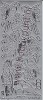 Stickervel - Starform - Tropische Vogels - Zilver - 1258